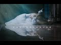 【♥七七QiQi♥】supercell - 終わりへ向かう始まりの歌(Owari e Mukau Hajimari no Uta) 迎向结束的开始之歌 Dance Cover by 波利花菜园
