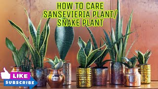 Types of Sansevieria Plant/ Snake Plant nd how to take care of them..