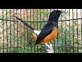 Nyanyian Santai Murai Batu Untuk Pancing Murai Macet Males Bunyi Dan Muda Hutan Mp3 - Mp4 Download