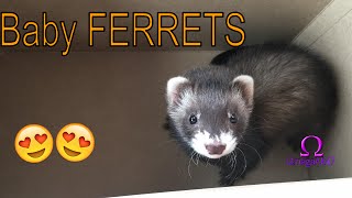 We just Bought baby FERRETS!!