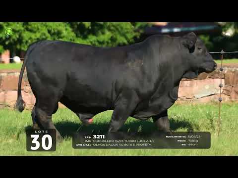 LOTE 30   TAT 3211 M Brangus