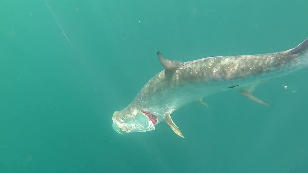 Tarpon Fishing Destin Florida YouTube