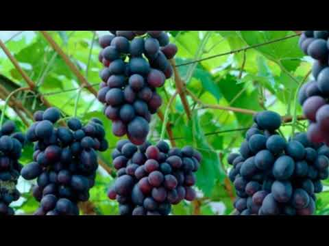Palabra de Dios para el dia de hoy | Separados de Mi Nada podéis Hacer 🙏