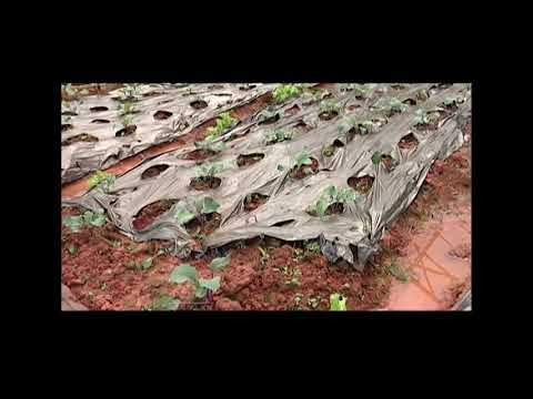 Video: Giống cây Su hào - Tìm hiểu về các loại Su hào khác nhau