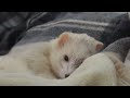 フェレットがいつも見てくれている...ような気がする。【思い出】