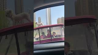 Cute Teddy Bear Dog Enjoying the Ride Over a Moving Canopy Vehicule