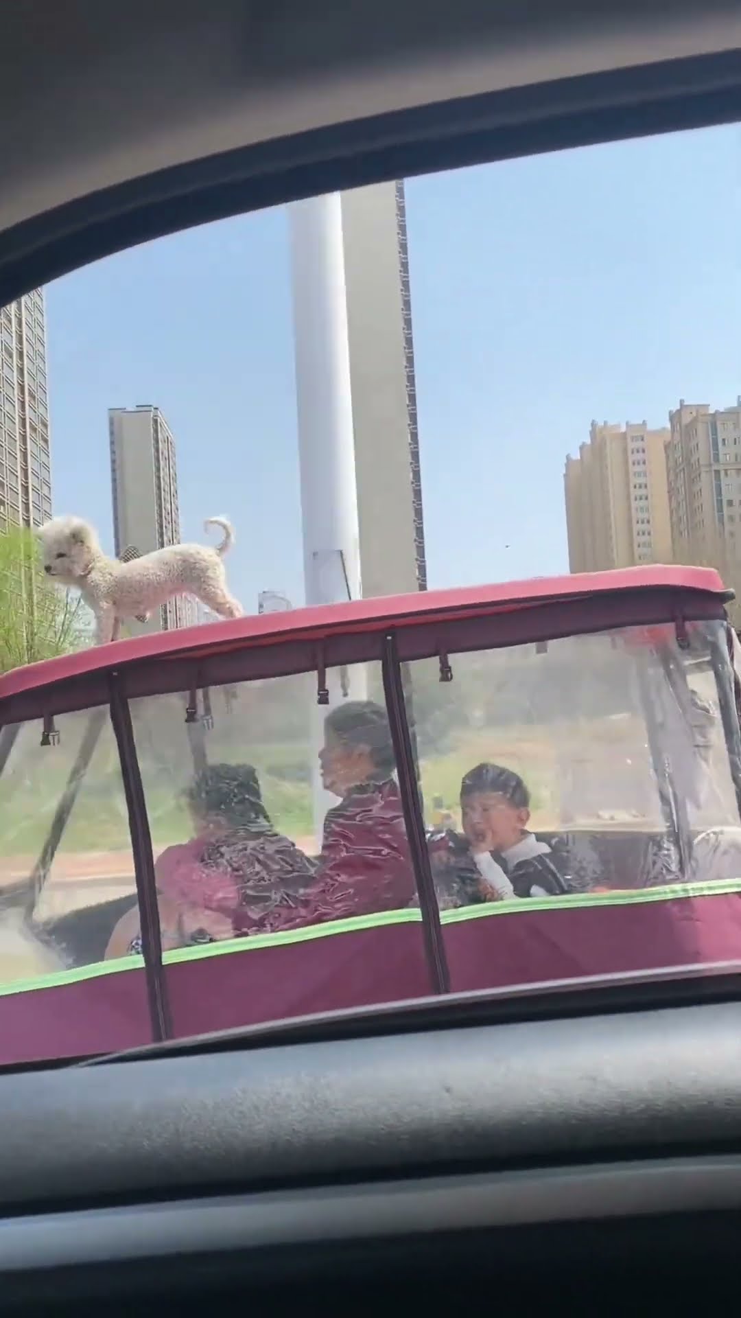 Cute Teddy Bear Dog Enjoying the Ride Over a Moving Canopy Vehicule