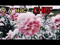 С ПЕРВЫМ СНЕГОМ❄ТОПИМ ПЕЧЬ🏠НЕ УСПЕЛИ СОБРАТЬ УРОЖАЙ🥔УЮТНО И ТЕПЛО❤КЫРГЫЗСТАН🇰🇬КАРАКОЛ🇰🇬