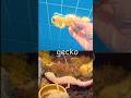 Animal Names | Sink or Float | Kids Learn at the Pool: Gecko Hippo Donkey Tiger Goat