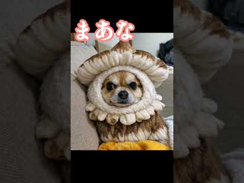 着ぐるみ何！！キノコ？どう見ても湯婆婆🤣WWWウケる〜✨