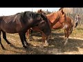 ЖЕРЕБЦІ НА ПРОДАЖУ/Коні Ваговози/horses in Ukraine