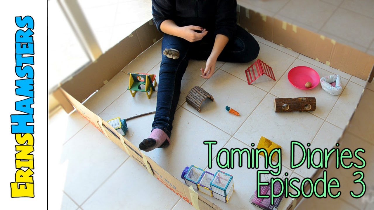 dwarf hamster playpen uk