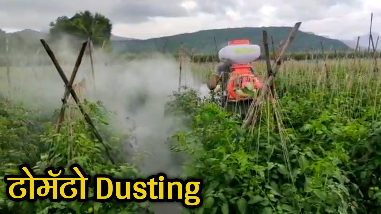 tomato dusting powder spry टोमॅटो पिकावर डस्टींग पावडर फवारणी YouTube