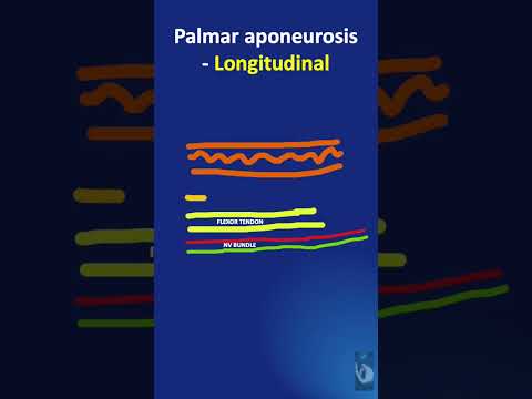 Video: Ar palmaris longus yra svarbus?