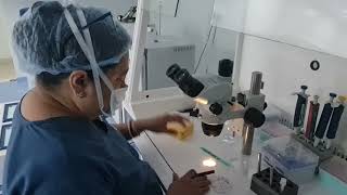 Live: Embryo freezing 1. vitrification by Dr. Rinku Banerji