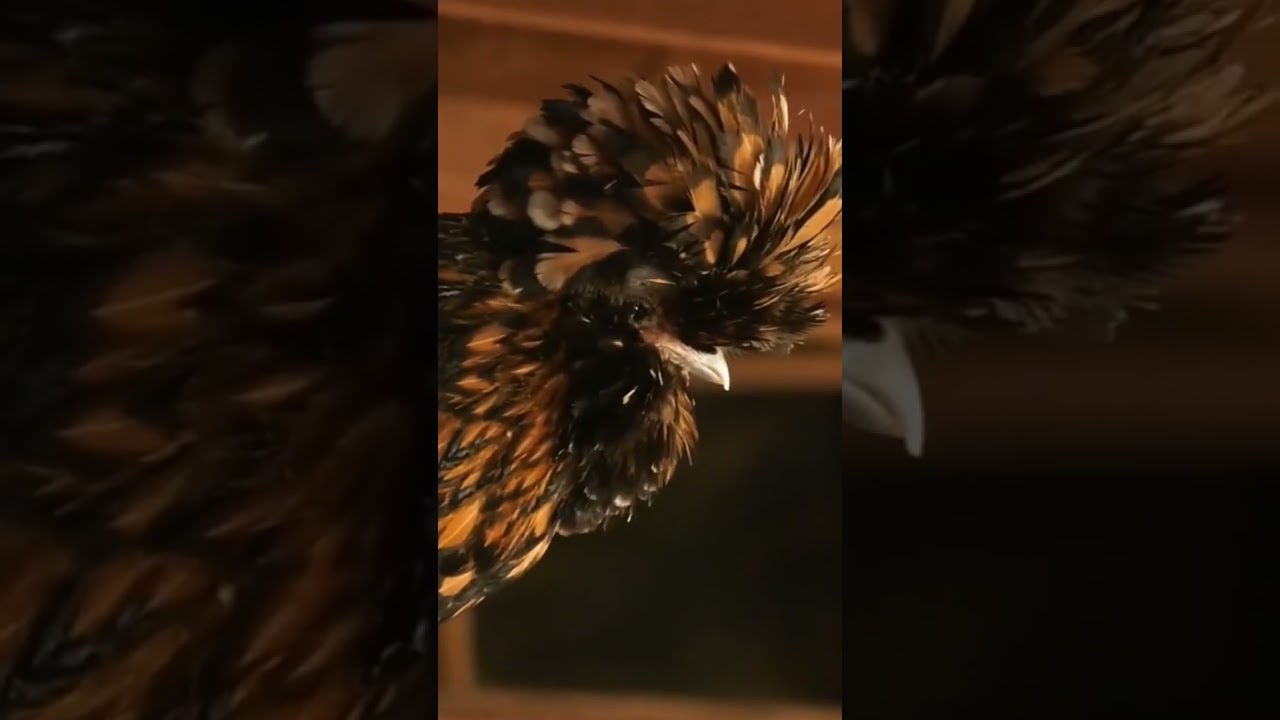 Chickens at SCP Mendocino Inn + Farm 