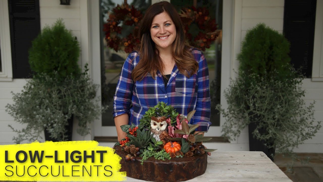 Low Light Succulent Arrangement (Extended DIY) - Espoma Organic