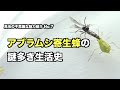 アブラムシ寄生蜂の謎多き生活史〜昆虫の不思議な魅力紹介No.7〜