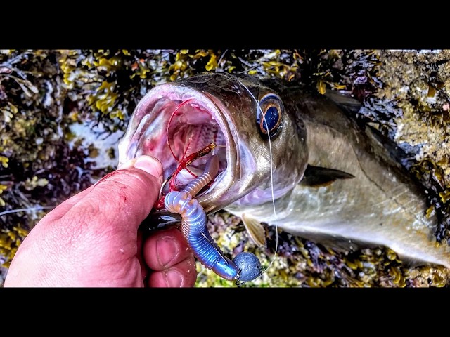 Fishing new spots with the APIA Foojin'R Best Bower 96MLX. - YouTube