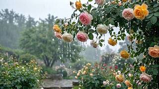 Rose Garden Rain Sounds 🌧️ Peaceful Rain & Water Drops for Sleep and Relaxing screenshot 5