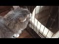 家族となる子猫を迎え入れる猫 ノルウェージャンフォレストキャット A cat that picks up a family kitten