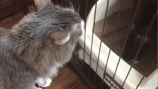 家族となる子猫を迎え入れる猫 ノルウェージャンフォレストキャット A cat that picks up a family kitten