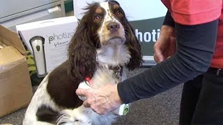 LED light therapy for dogs