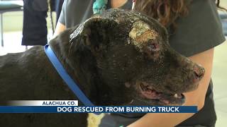 Dog recovering from truck fire reunited with owner and rescuer