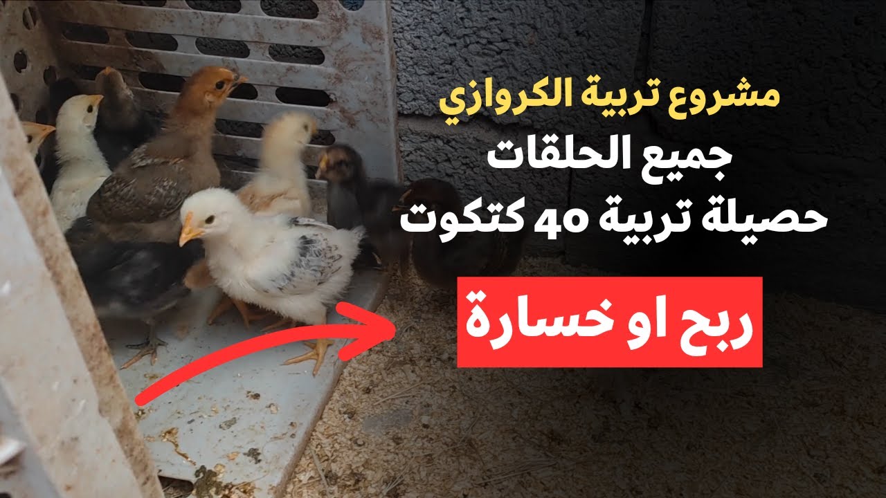 مشروع تربية الدجاج الكروازي - من شراء الكتاكيت إلى البيع - ربح✅ أم خسارة❌ - جميع الحلقات