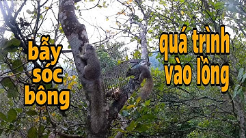 BẪY SÓC BÔNG - HƯỚNG DẪN BẪY SÓC BÔNG - DAKLAK NNT