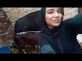 حلبت البقره لوحدي