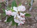 Apple pollination