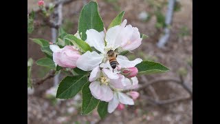 Apple Pollination