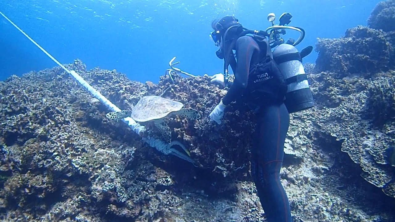 カメ観察 保証付 国立公園ケラマ諸島体験ダイビング シュノーケ 旅プラスワン