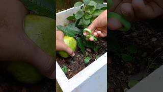 how to make guava achcharu sreetfood guava juise fruit cooking trending viral shorts