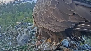 Whitetailed eagles | First breakfast of the day for Eaglet | May 14, 2024