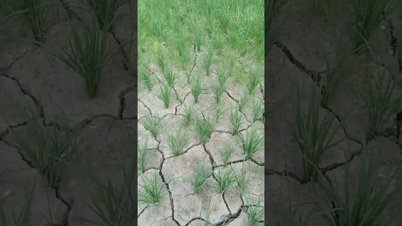 dhaan Ke khet mein Dadar fat gaya hai bahut jyada barish Bina