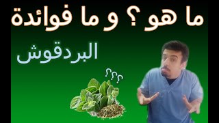 عيادتك الحلقة السادسة و العشرين البردقوش ما هو و ما أهم فوائدة , هل ينفع أستخدامه كمضاد حيوي