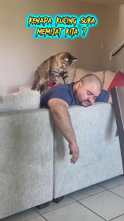 Panggil Tukang Pijat ❌ | Panggil Kucing Pijat ✅🤣