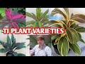 Cordyline ti plant varieties margie pulido vlogs