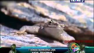 On The Spot - 7 Hewan Berwarna Unik