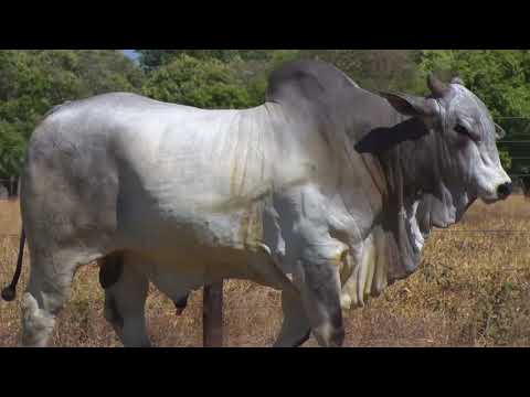 LOTE 105 | 41º MEGA LEILÃO ANUAL CARPA - TOUROS