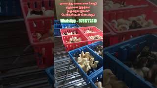 கோழி குஞ்சுகள் #கோழி #கோழிப்பண்ணை #கோழிக்குஞ்சு #கோழிவளர்ப்பு #chicks #poultry #farm