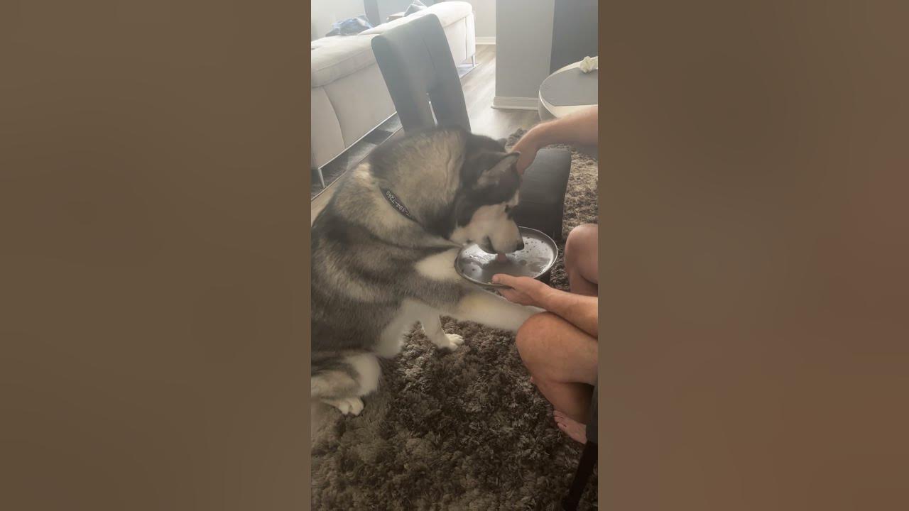 My dog eating leftovers YouTube