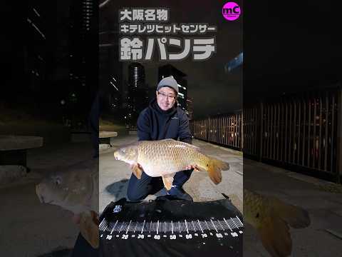 【鯉釣り】鈴パンチ【キテレツヒットセンサー】#osaka #鯉釣り #センサー