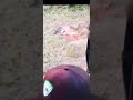 slow-motion recurve shot on doe from 20 yards out of treestand. #archery #bows #hunting #recurvebow