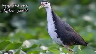 Habitat of the White-breasted Waterhen