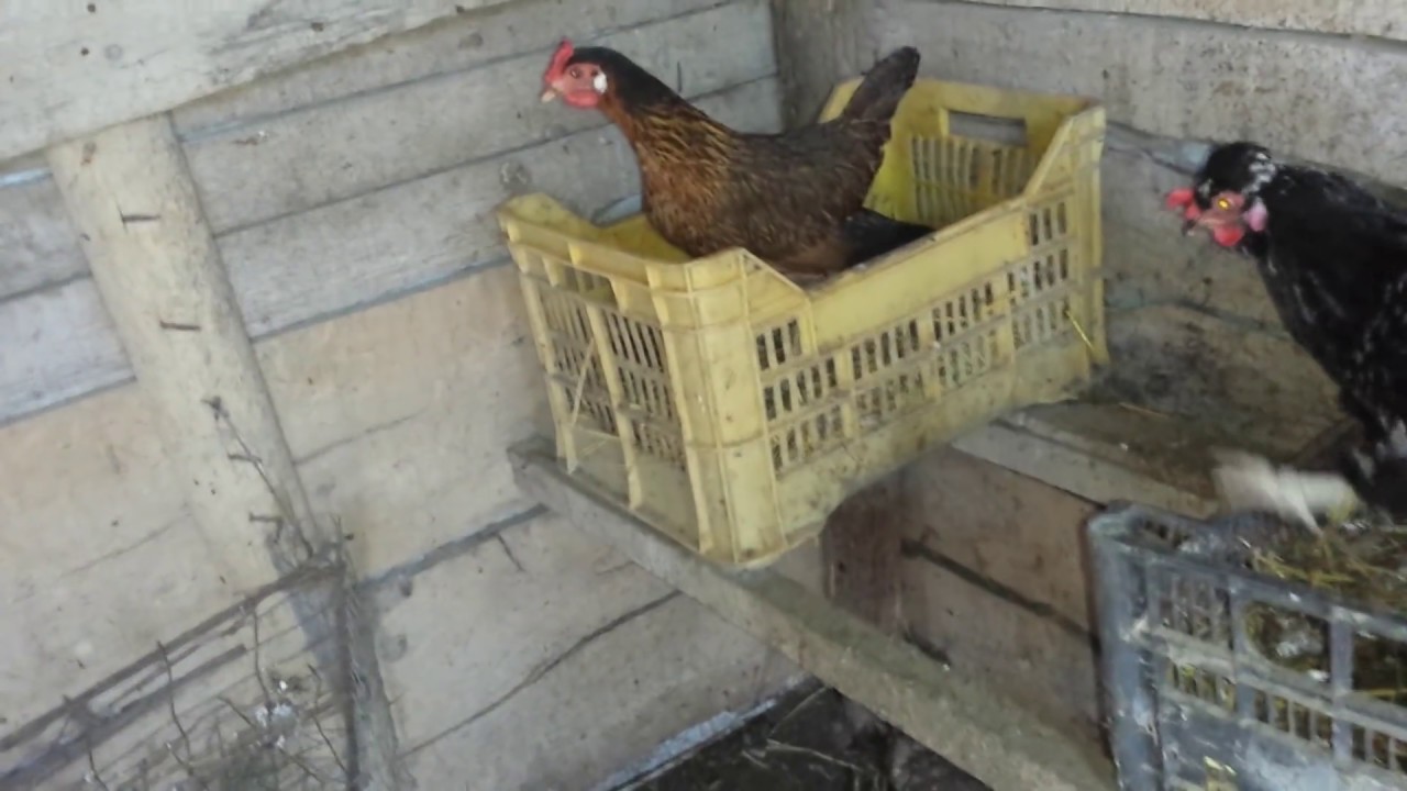 Gallina ha fatto l'uovo YouTube Gallina ha fatto l'uovo YouTube