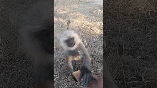 langur mera hat se biscuit le liya 🙏🙏🐒🐒🌲🌲#monkey #bandar #shorts