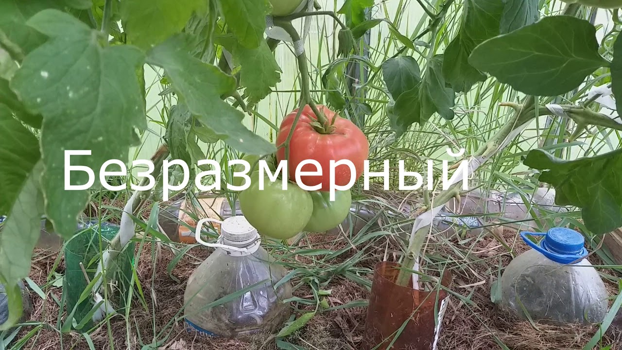 Томат Безразмерный Отзывы Фото Урожайность
